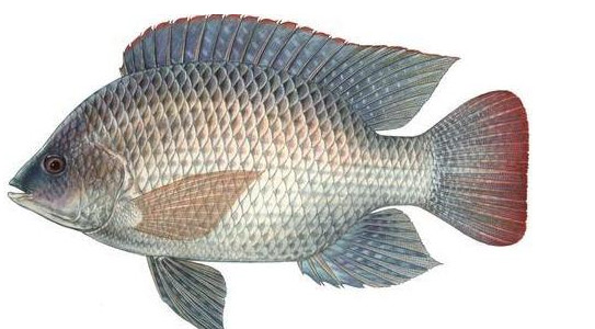 Tilapia commerciële landbouw